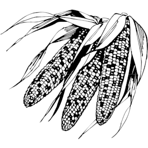 Corn Indian Clipart Cliparts Of Corn Indian Free Download  Wmf Eps