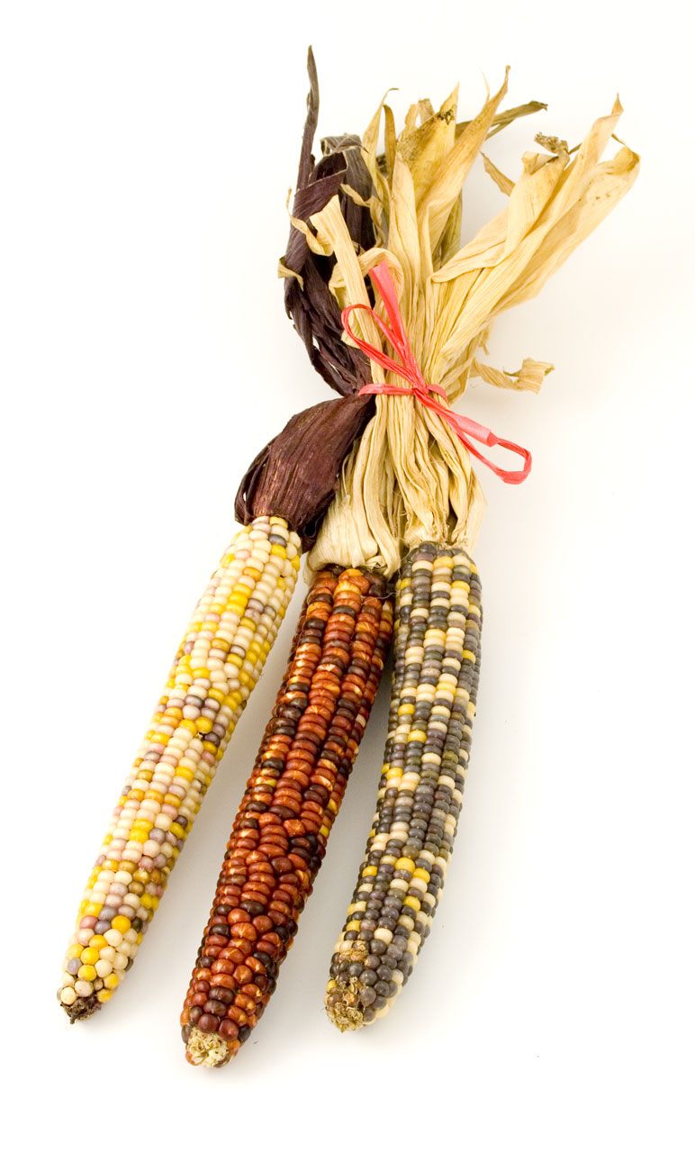 Indian Corn Clipart Images   Pictures   Becuo