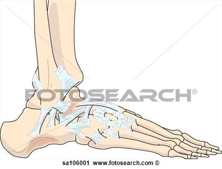 Lateral View Of The Right Ankle Joint Showing Relative Postitions Of