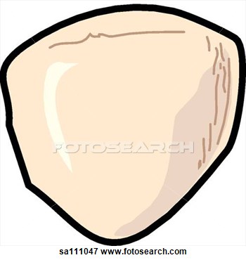 Skeletal Anatomy Of The Right Leg  Patella   View Large Illustration
