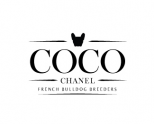 Coco Chanel French Bulldog Breeders By Stefani Smit