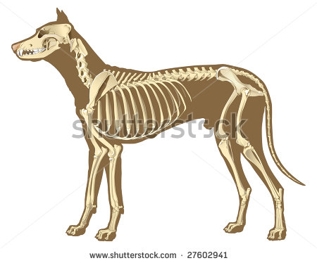 Skeleton Of Dog Section With Bones X Ray   Stock Vector