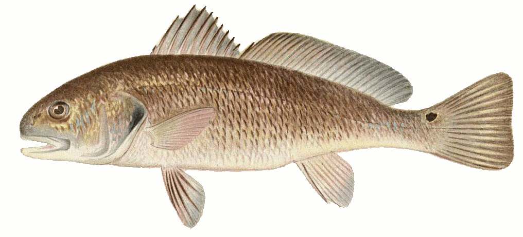 Fish B Bass Channel Bass Aka Red Drum  Sciaenops Ocellatus Png Html