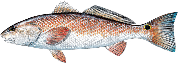 Red Drum  Redfish