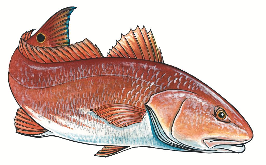 Redfish Drawing Redfish Print By Coastal