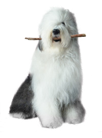 Dulux Dog Logo