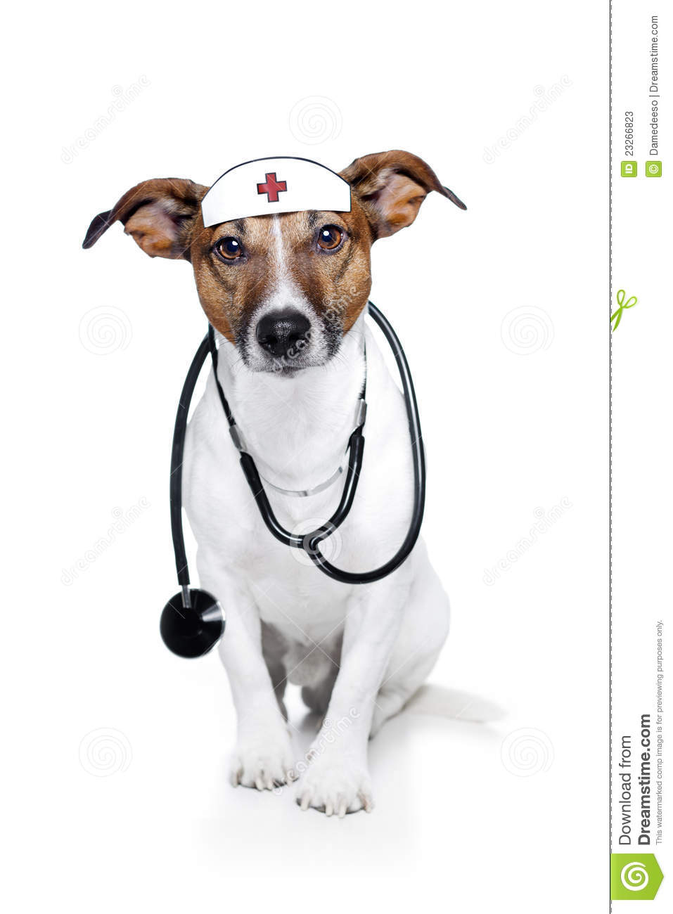 Dog As A Nurse A Stethoscope And Looking