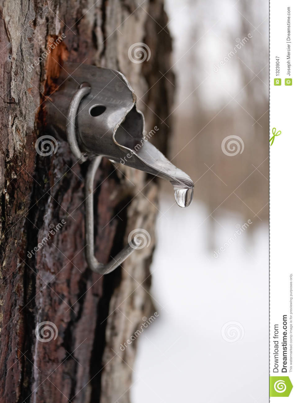 Maple Sap Droplet Flowing From Tap In Tree To Produce Maple Syrup