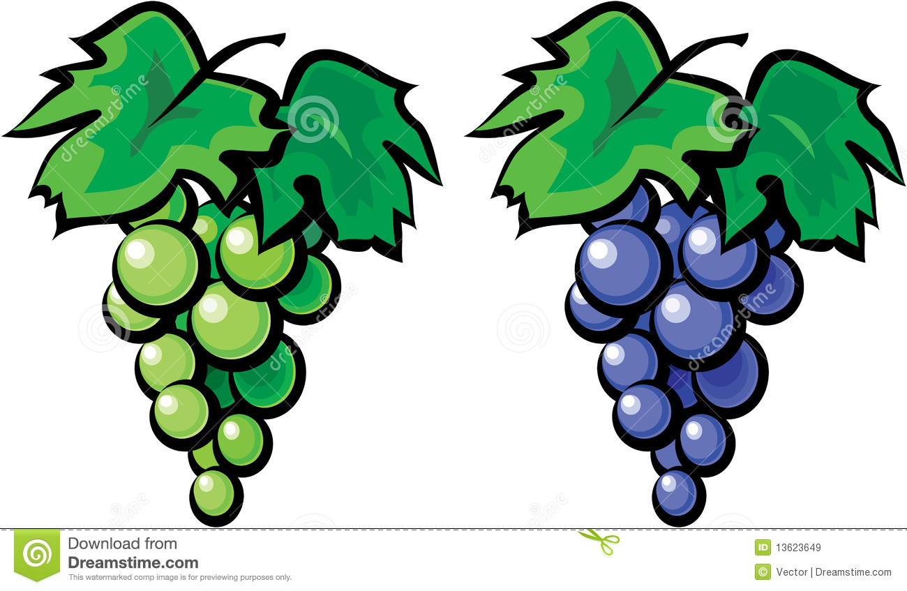 Grape Vine Illustration Royalty Free Stock Images   Image  13623649