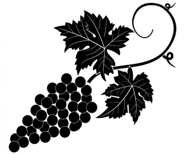 Grapevine Vector Image   Download Free Vector