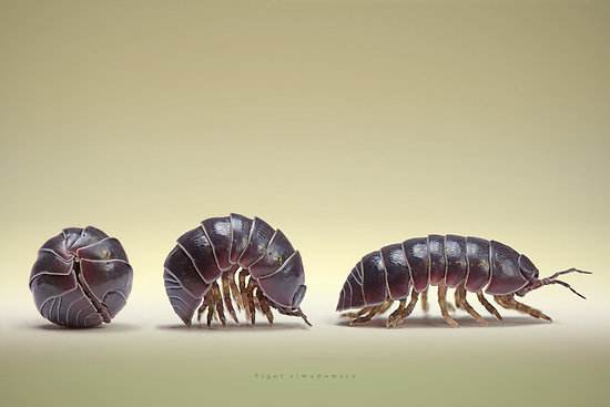 The Pill Bug Rolling Out Of A Ball
