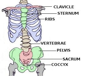 The Bones Shown In The Chest And Hip Region In The Labeled Human