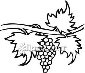 Black And White Grape Vine   Royalty Free Clipart Picture