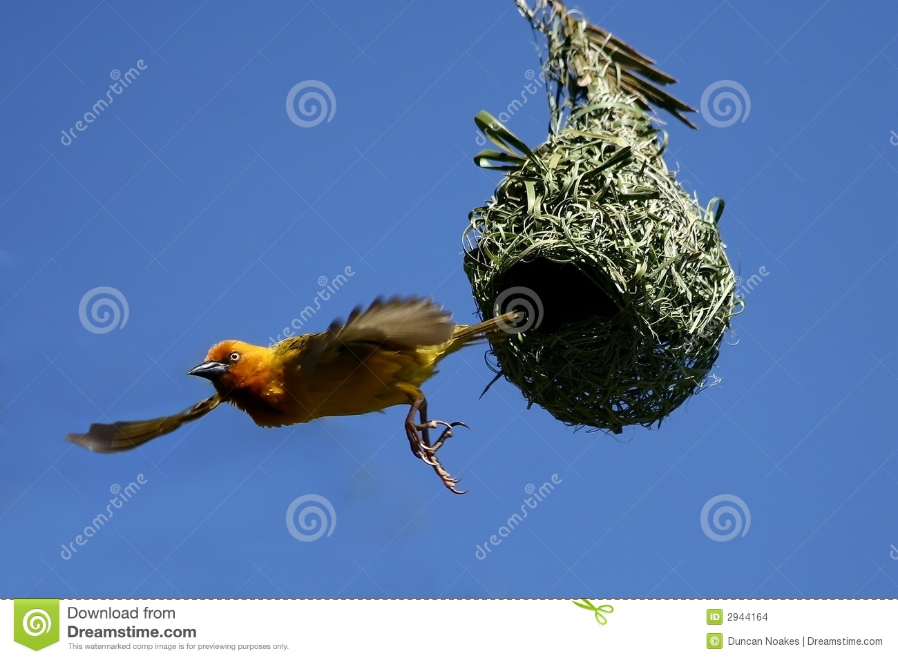 Bird Leaving The Nest Clipart Cape Weaver Leaving Nest Stock