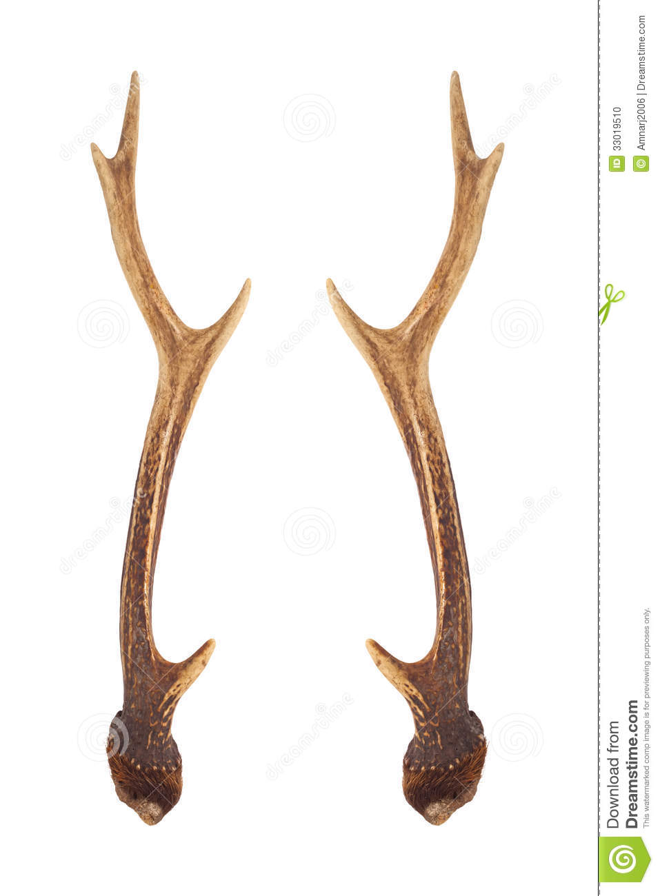 Deer Horns Stock Photo   Image  33019510