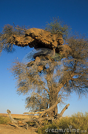 Large Communal Nest Of The Sociable Weaver Bird In The Top Of A Large