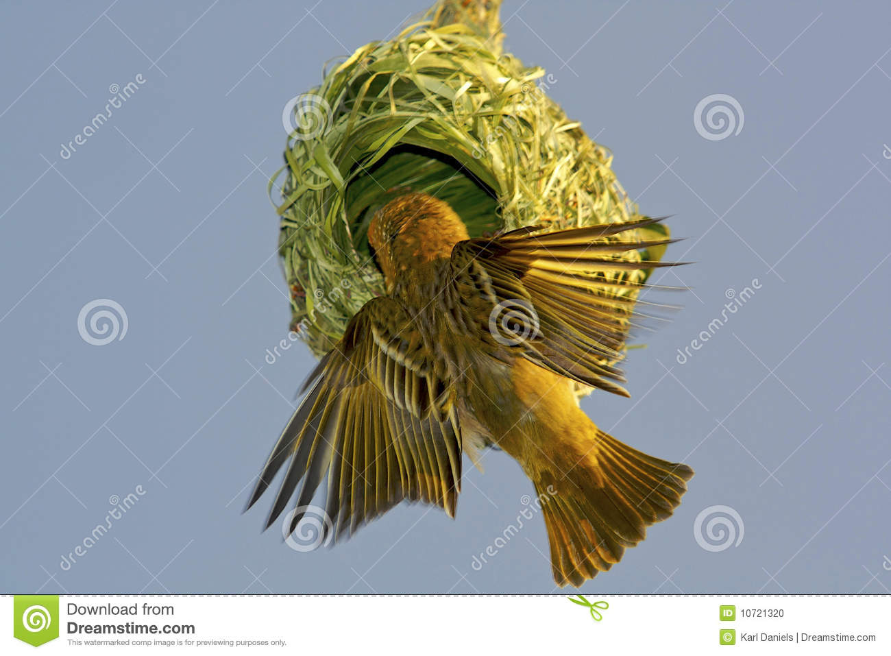 Weaver Bird Building His Nest Before The Mating Season  If The Nest