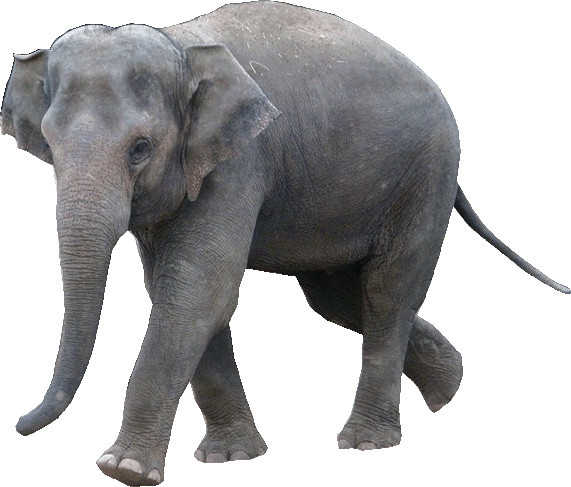 Elephant Clipart Lge   Flickr   Photo Sharing