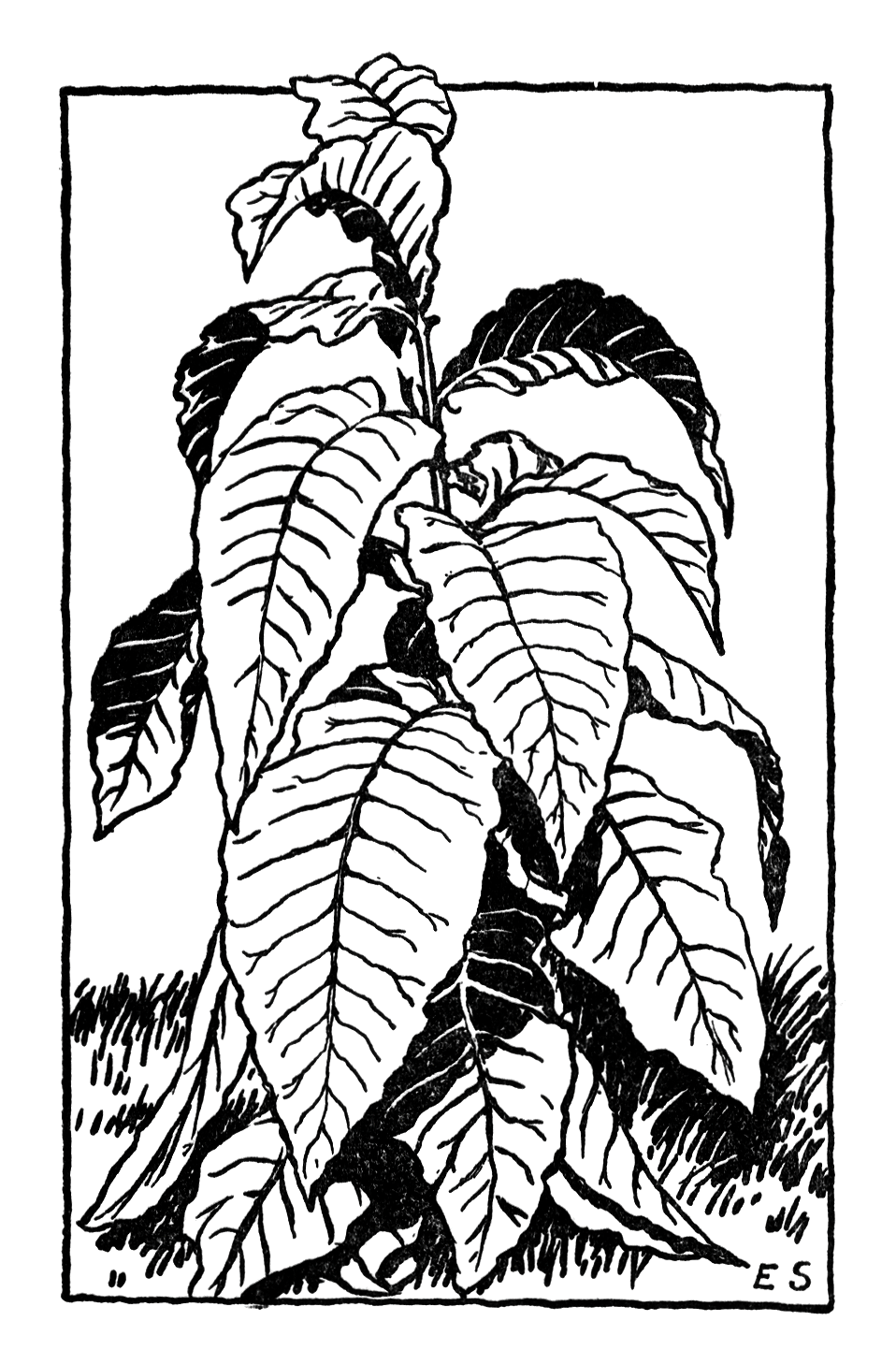 Black And White Plant With