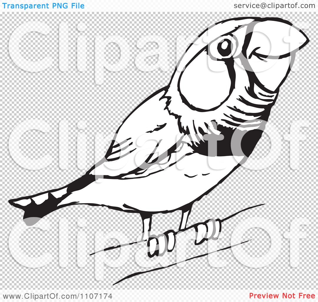 Clipart Cute Black And White Perched Zebra Finch Royalty Free Vector