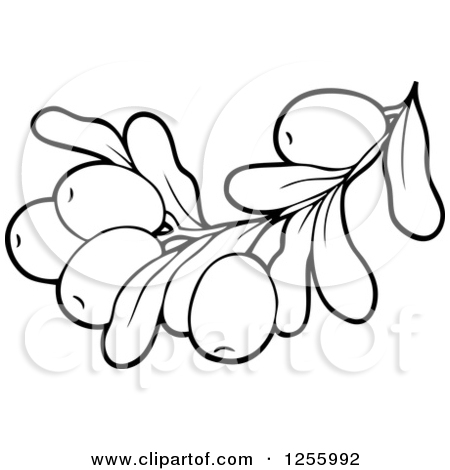 Clipart Of A Black And White Greek Olive Branch   Royalty Free Vector