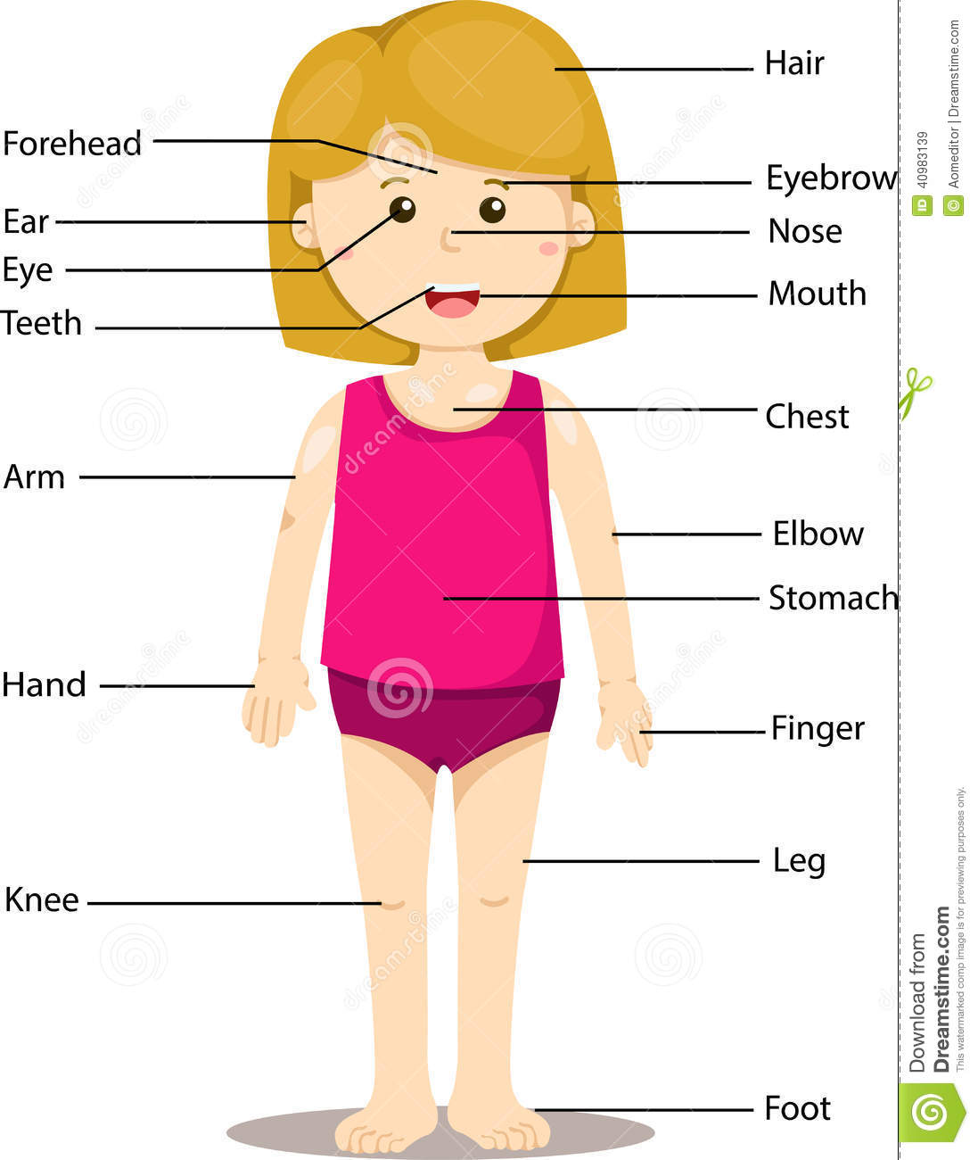 Of Girl With Labeled Body Parts Stock Vector   Image  40983139