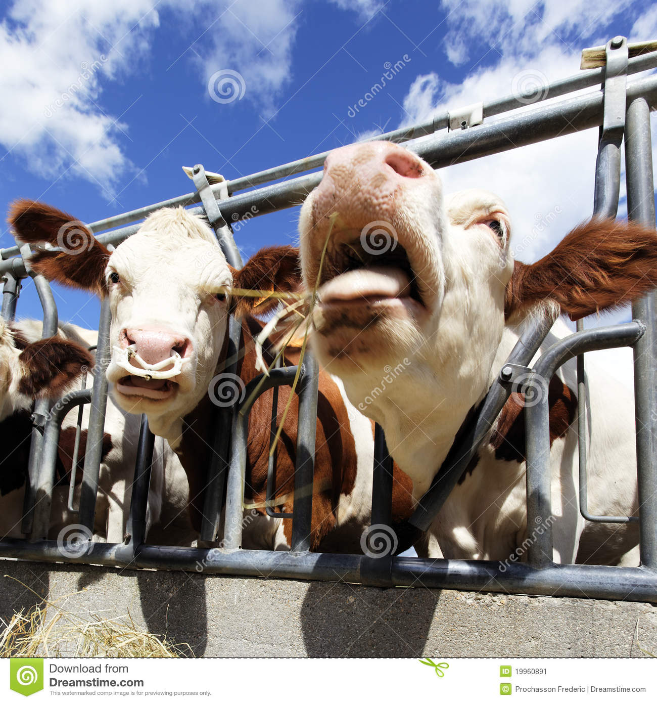 Crazy Cow Stock Image   Image  19960891