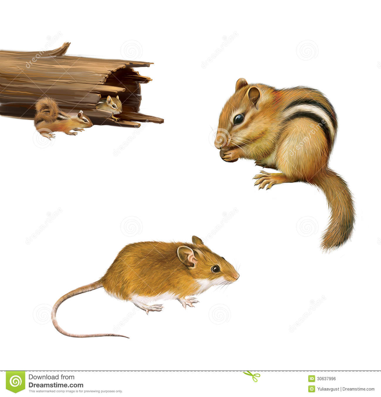 Rodents  Chipmunk Eating A Nut Yellow Brown Mouse Two Chipmunks In A