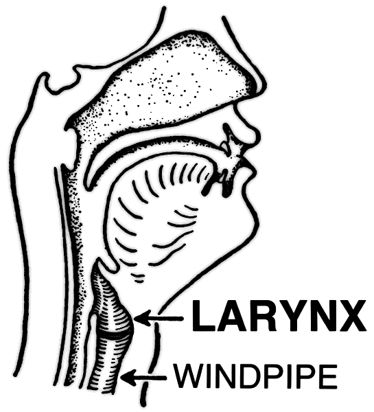 Www Wpclipart Com Medical Anatomy Mouth And Throat Larynx Png Html