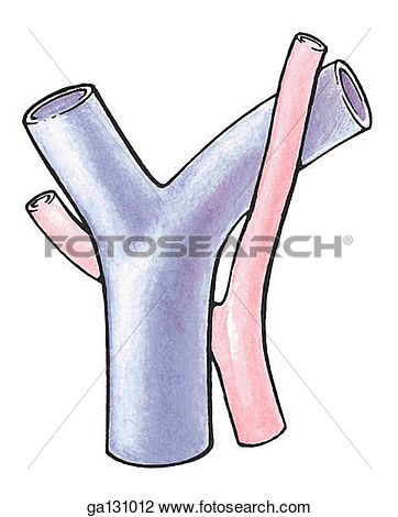 Vein  Ga131012   Search Clipart Illustration Posters Drawings And