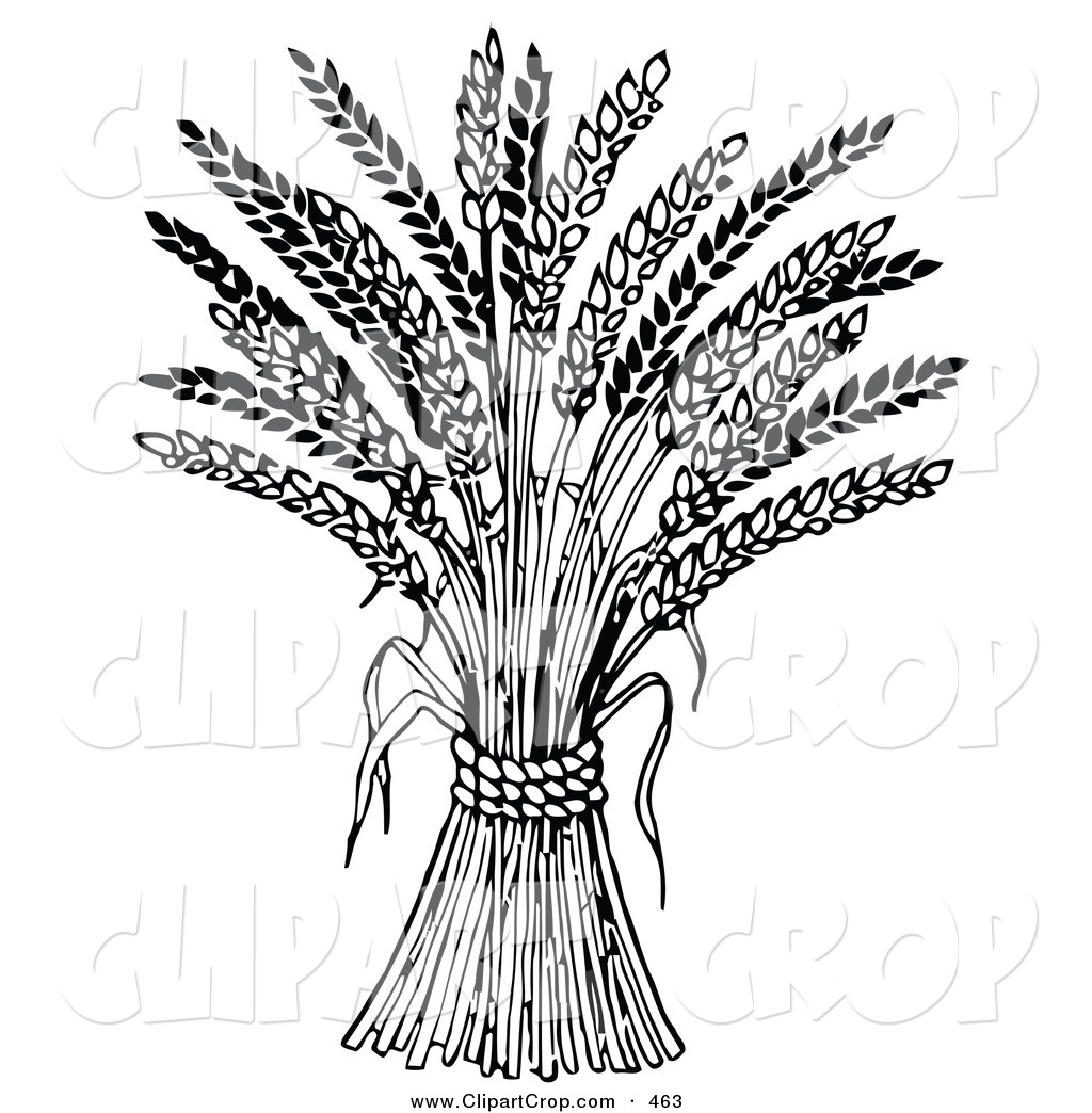 Clip Art Vector Of A Wheat Bound By Rope On A White Background By C