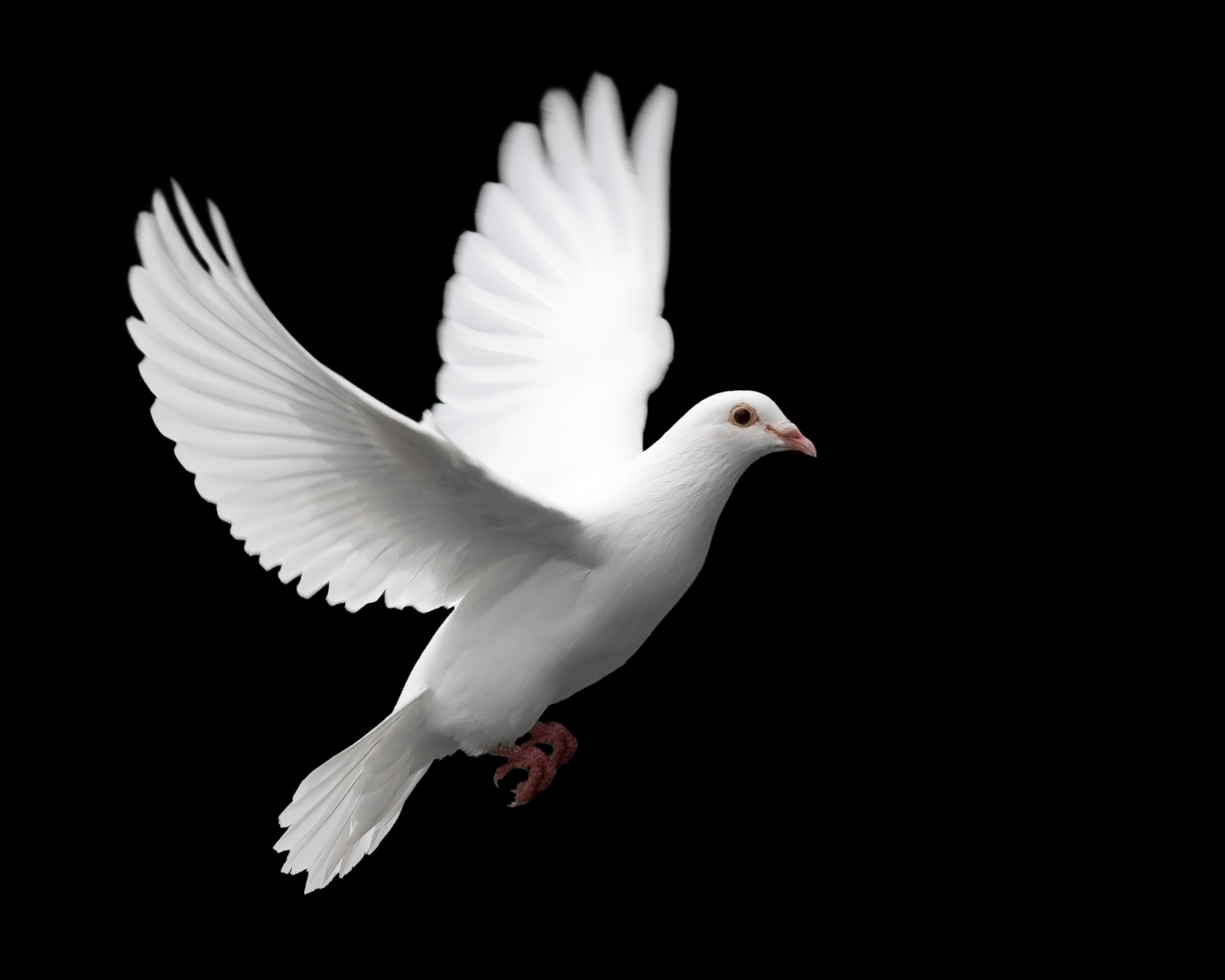 Dove Flying Image Vector Clip Art Online Royalty Free Picture
