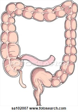 Large Intestine  Colon  Showing Internal Anatomy  View Large