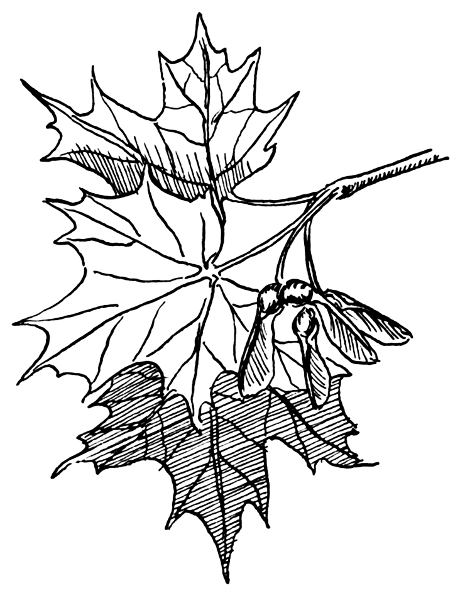 Maple Tree Clip Art   Cliparts Co
