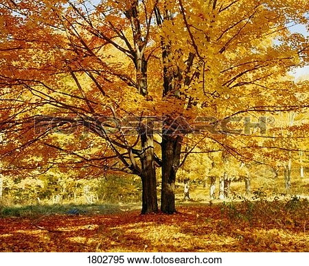 Stock Image   Sugar Maple Tree In Autumn  Fotosearch   Search Stock
