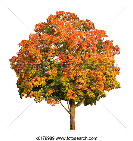 Sugar Maple Tree In The Fall Isolated On White Clipping Path Included