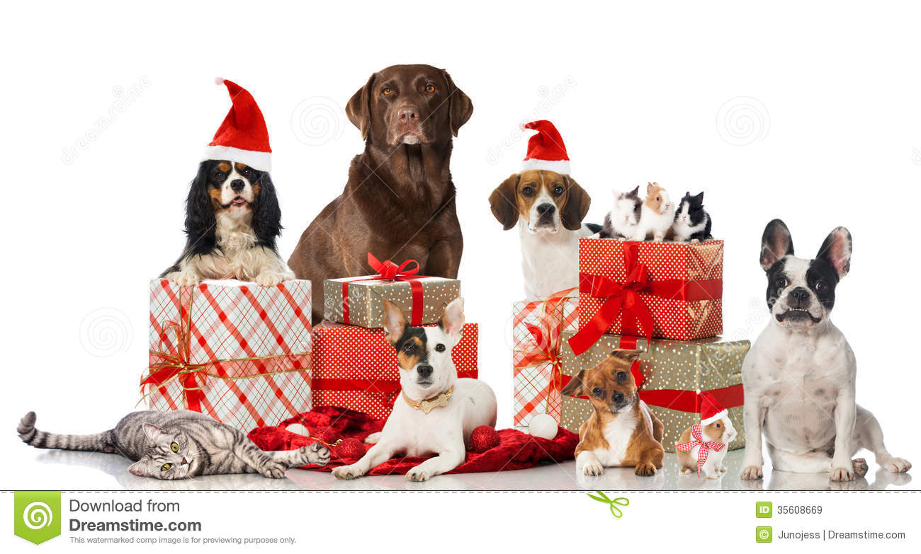 Dogs Rabbits And A Cat With Christmas Decoration Isolated On White