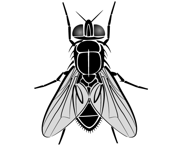 Fly Vector Image   123freevectors