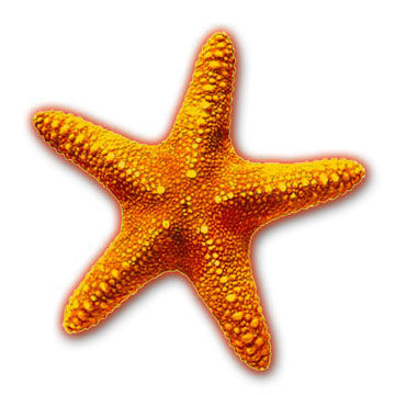 The Starfish Story   Academic Therapy Center