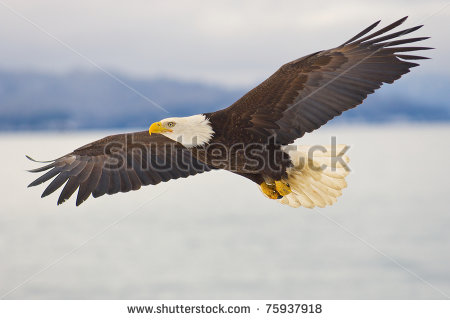 American Bald Eagle Soaring Over The Spit Of Homer Alaska Stock Photo