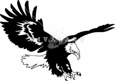 Eagle Soaring   Eagle Pictures   Mascots   Photographsimages Com