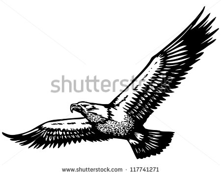 Soaring Eagle Drawings Soaring Eagle Illustration