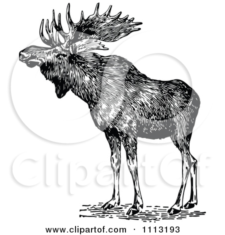 Royalty Free  Rf  Clip Art Illustration Of A Cute Moose Standing By