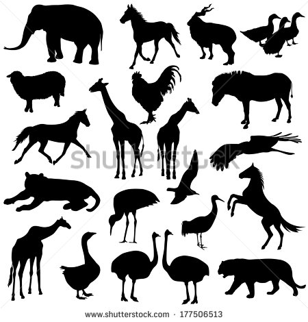 Zoo Animals Stock Photos Images   Pictures   Shutterstock