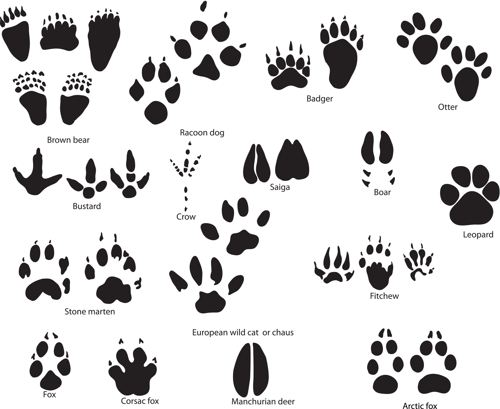 Below Are The Different Meanings Attached With Each Paw Print