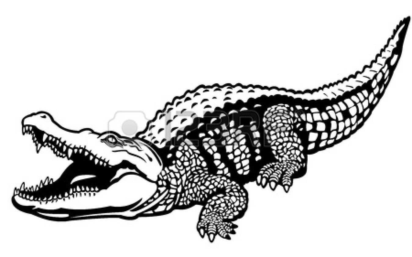 Crocodile Drawing Outline   Clipart Panda   Free Clipart Images