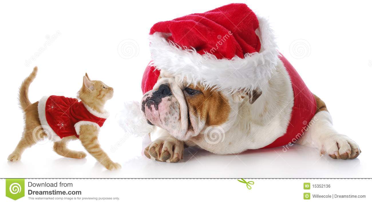 Adorable Cat And Dog Dressed Up For Christmas With Reflection On White