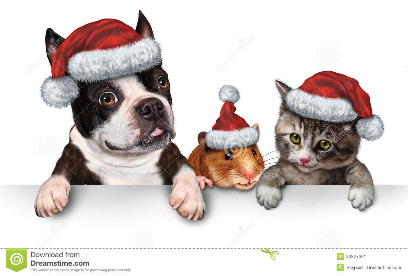 Dog Hamster And A Cat With A Santa Hat Hanging On A Horizontal White