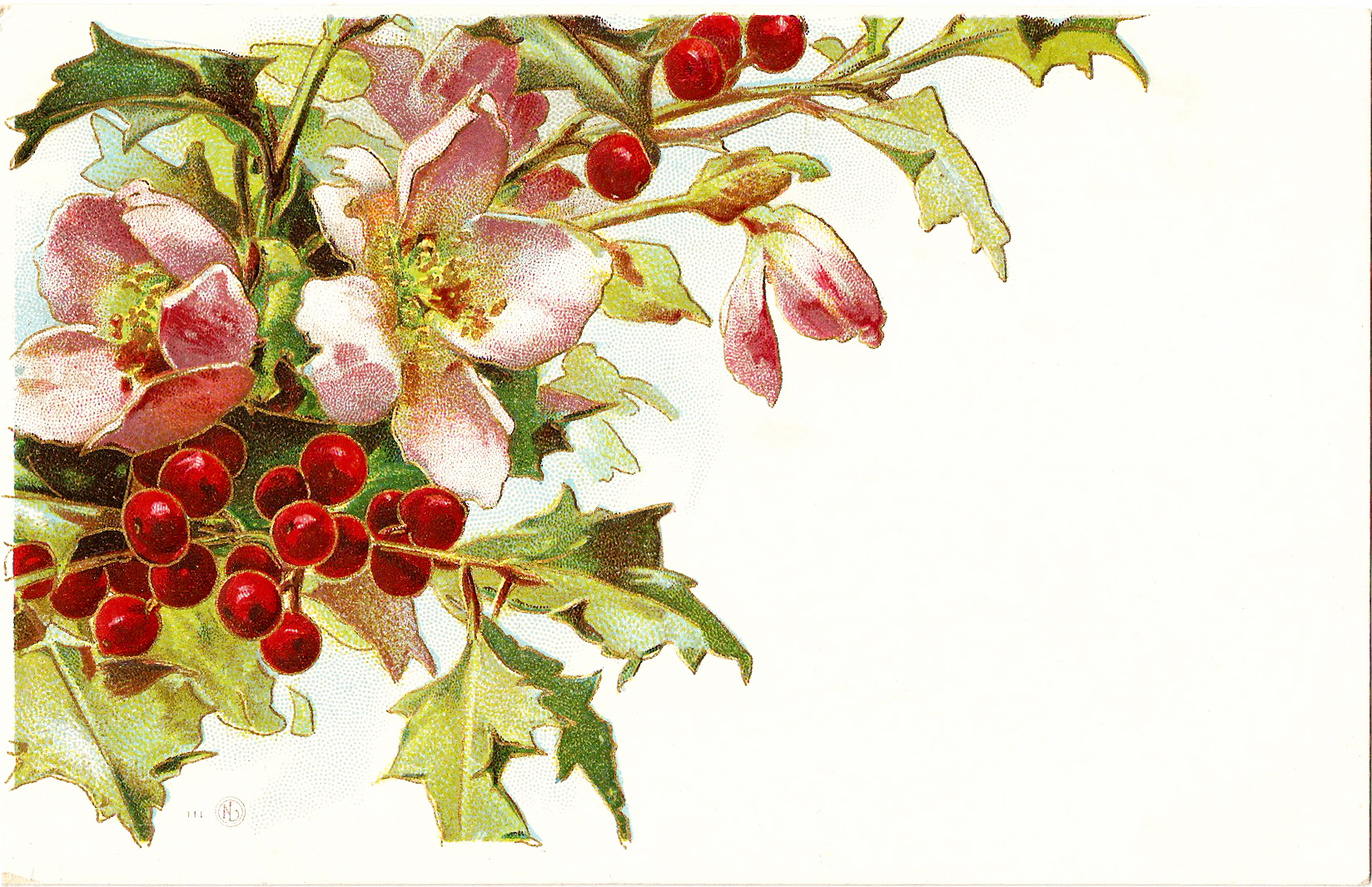 Free Vintage Clip Art   Christmas Holly And Pink Roses 1910 Postcard
