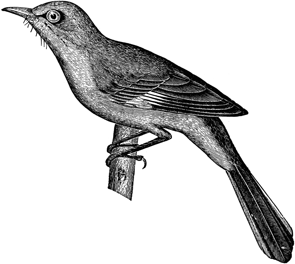 Mockingbird   Clipart Etc